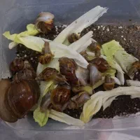 حلزون تخم گزار