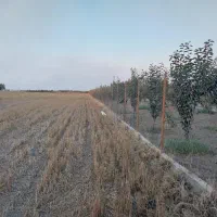 زمین کشاورزی و باغی قلندرمحله