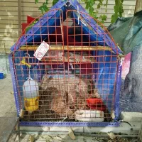مرغ سبرایت تخم گذار|حیوانات مزرعه|اصفهان, برلیان|دیوار