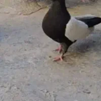 کفتر رنگی|پرنده|شهر ری, علایین|دیوار