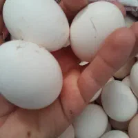 تخم مرغ|خوردنی و آشامیدنی|زابل, |دیوار