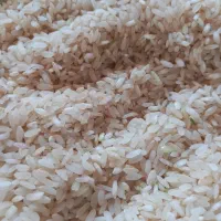 برنج  کامفیروری و خرده برنج کامفیرور و فجر|خوردنی و آشامیدنی|شیراز, میانرود|دیوار