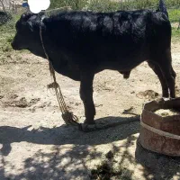 گوساله