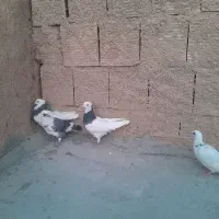 دوتا قوق نرو ماده