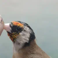 ۴ عدد سهره ۳عدد نر ۱ عدد ماده جوجه قفس|پرنده|وحیدیه, |دیوار