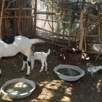 فورش فوری دو عدد بز با کهره