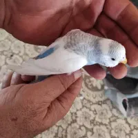 مرغ عشق|پرنده|شیراز, شهرک ولیعصر|دیوار