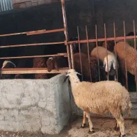 توقلی ماده افشار سفیدبرفی