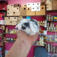 خرگوش لپ و لاین هد|موش و خرگوش|محمودآباد, |دیوار