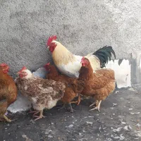 مرغ گلپایگانی
