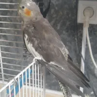 عروس هلندی ماده