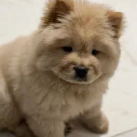 پانسیون خانگی سگ