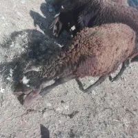 بره نر و ماده|حیوانات مزرعه|میاندوآب, |دیوار