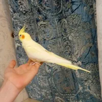 عروس هلندی لوتینو ماده رام ودستی|پرنده|قدس, شهر‌قدس|دیوار