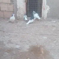 کبوتر پرنده