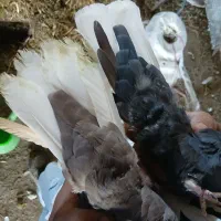 کبوتر|پرنده|مرودشت, رودبال|دیوار
