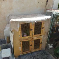 جفتگاه کبوتر