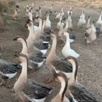 غاز اردک فروشی خروس