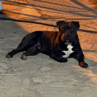 پیتبول بسیار اصیل|سگ|تهران, چهارصد دستگاه|دیوار