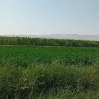 زمین کشاورزی اجاره داده می شود