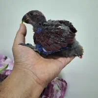 جوجه اکلکتوس و کاسکو