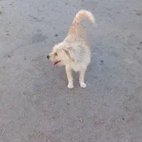 ۱ ملیون پونصد|سگ|زرند, |دیوار