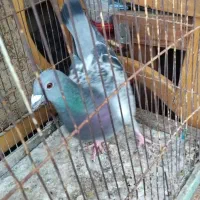 کفتر|پرنده|شیراز, شیشهگری|دیوار