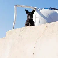 سگ نر پاکوتاه|سگ|زاهدان, |دیوار