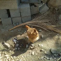 مرغ محلی تخم گذار|حیوانات مزرعه|بند زرک, |دیوار