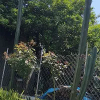 فروش کاکتوس بالای سه متر