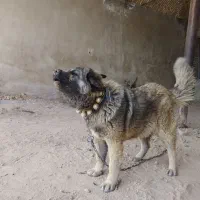 سگ  لاس|سگ|اصفهان, سرشبادران|دیوار