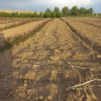 نهالستان گوزل نهال برادران اکبری