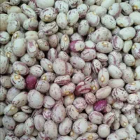 فروش لوبیا چیتی سرحد تازه مال امسال