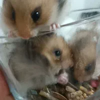 همستر سوری فروشی