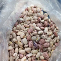 لوبیا چیتی سنندج