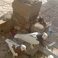پزنده طوقی|پرنده|بم, |دیوار