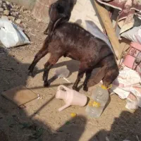 بز و بزغاله