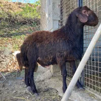 شیشک قوچ همو ( ژن  چند قلوزا )|حیوانات مزرعه|پایین هولار, |دیوار