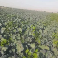 با سلام کلم برای گاوداری و میدان باری