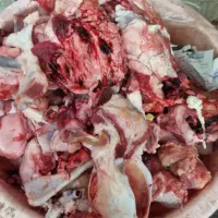 ضایعات مرغ
