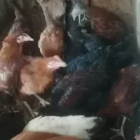 جوجه خروس مرغ