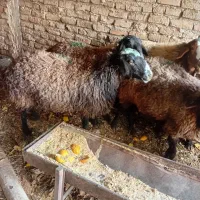 گوسفند فروشی کوهستان|حیوانات مزرعه|کوهسار (البرز), |دیوار