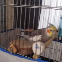 عروس هلندی نر