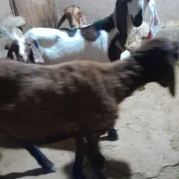 بزگاله نر برای نگهداری نژاد خوب