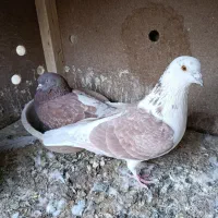 کفتر روتخم با جوجه یجا جهت معاوضه