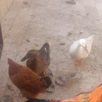 مرغ و خروس و اردک