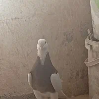 کبوتر طوقی|پرنده|برازجان, |دیوار