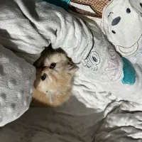 گربه بریتیش اصل نر