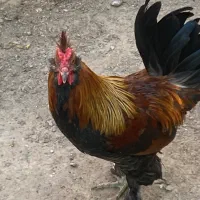 خروس مامونیه