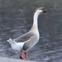 قو غاز اصیل اوکراینی